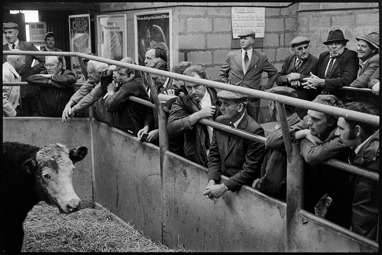 Farmers at market, sheep, cattle being auctioned in ring. 
[Men watching a cow being auctioned in the ring at Holsworthy Market.]