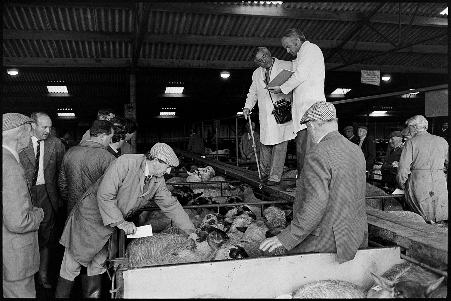 Farmers at market, sheep, cattle being auctioned in ring. 
[Two men auctioning sheep in pens at Holsworthy Market. They are stood above the pens. Men are gathered around looking at the sheep and a man is inspecting one of the sheep in the pen in the foreground.]