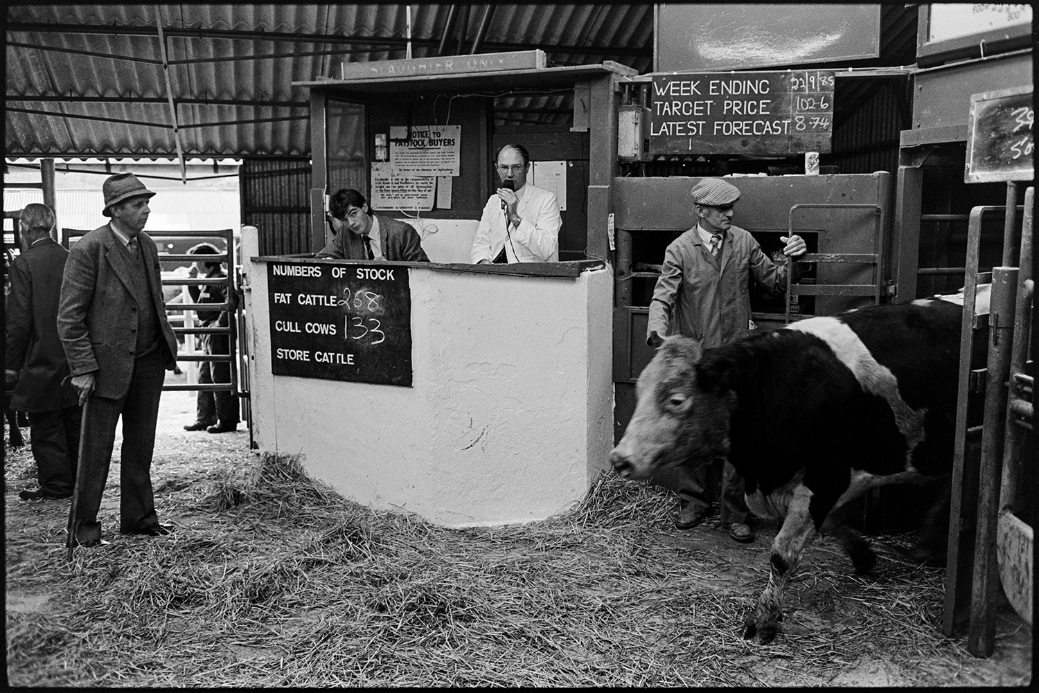 Farmers at market, sheep, cattle being auctioned in ring. 
[A man letting a cow into the ring to be auctioned at Holsworthy Market. The auctioneers are sat in a booth by the ring. One of them is speaking into a microphone.]