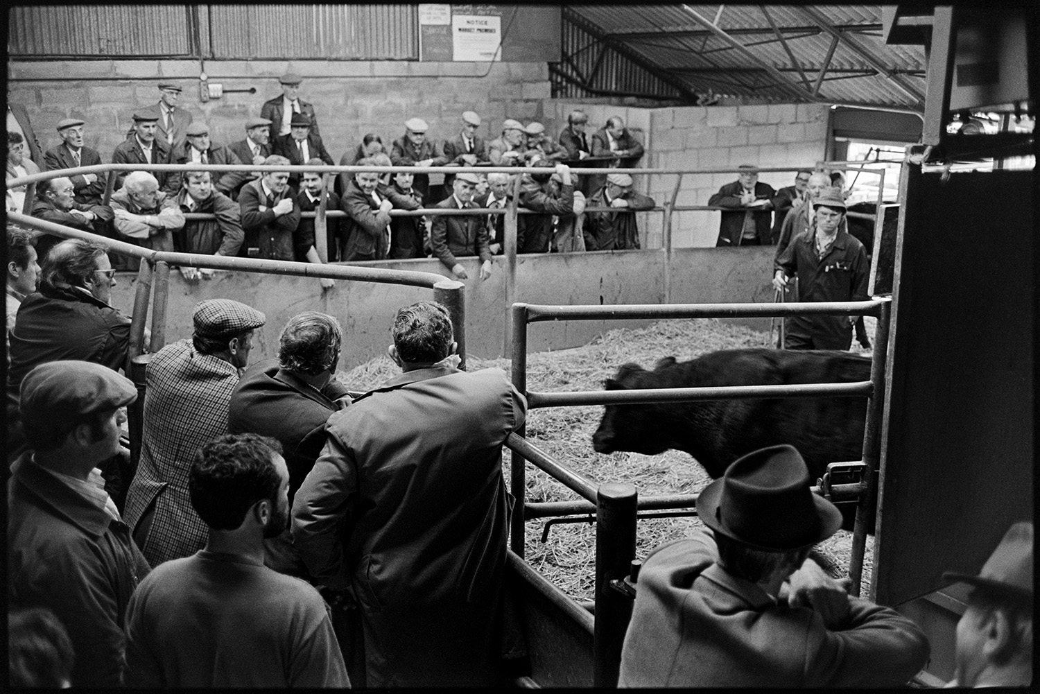 Farmers at market, sheep, cattle being auctioned in ring. 
[Men gathered around the auction ring at Holsworthy Market where a cow is being auctioned.]
