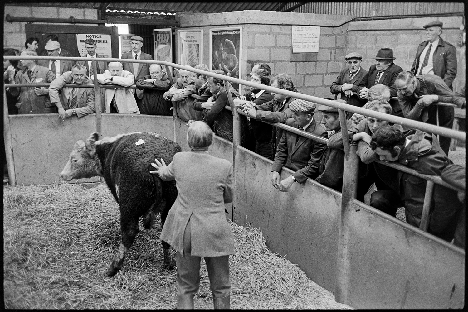 Farmers at market, sheep, cattle being auctioned in ring. 
[A man walking a cow around the ring at an auction at Holsworthy Market. Men are gathered around the ring watching.]