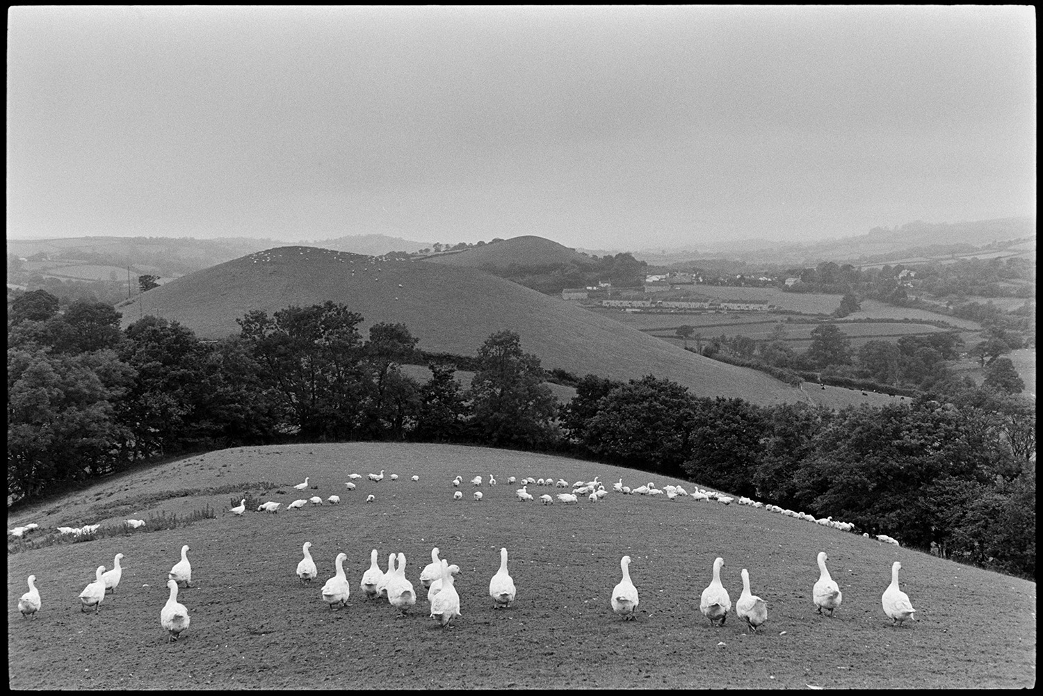 Large flock of geese, hillside. 
[A large flock of geese grazing in a field at Indiwell, Swimbridge. Trees, houses and a hillside can be seen in the background.]