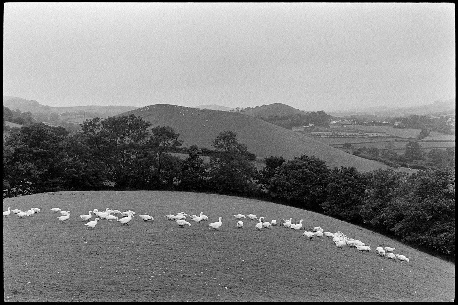 Large flock of geese, hillside. 
[A large flock of geese grazing in a field at Indiwell, Swimbridge. Trees and a hillside can be seen in the background.]