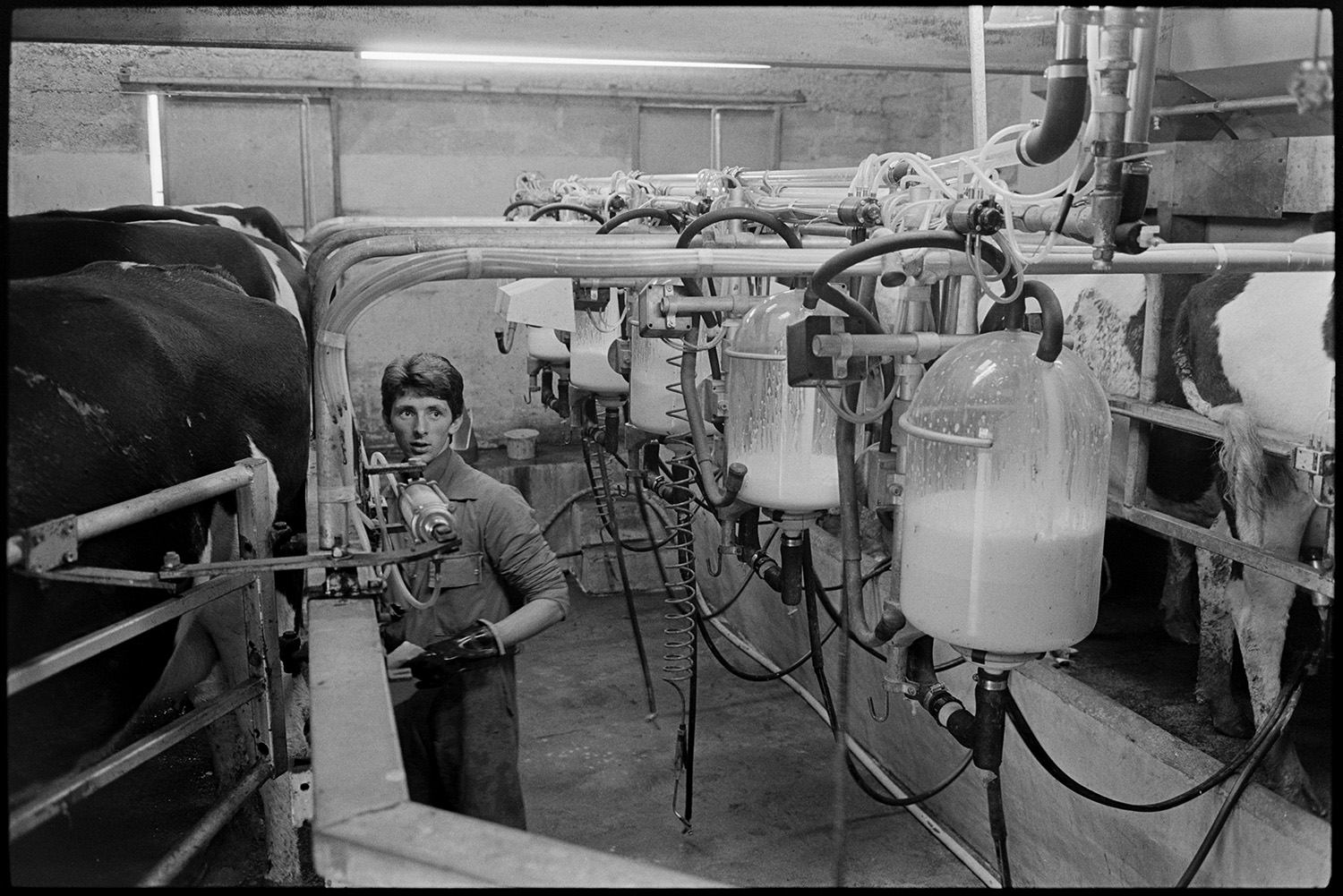 Farmer working in milking parlour, milking machines. 
[A man fixing a milking machine to a cows udders in a milking parlour on a farm near Northlew.]