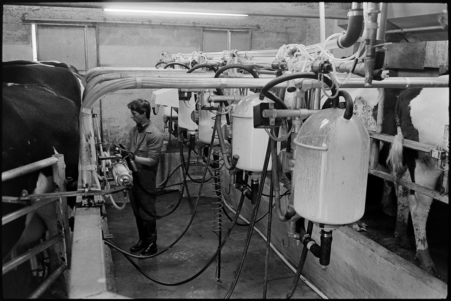 Farmer working in milking parlour, milking machines. 
[A man milking cows using milking machines on a farm near Northlew.]