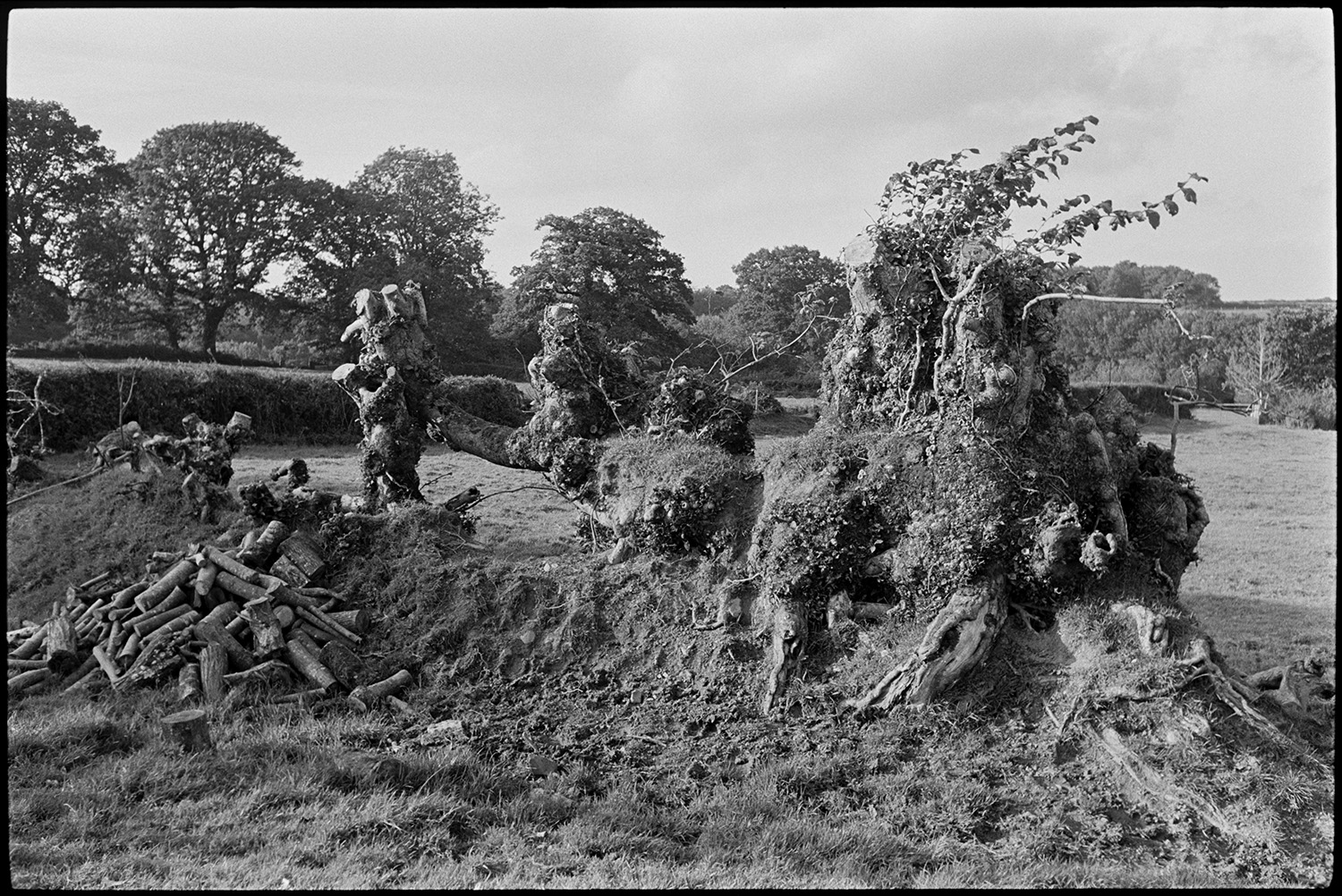 Tree boles along derelict old hedgerow. 
[Tree boles in an old hedgerow in a field near Northlew. A pile of logs, which have been cut from the trees, are lying by the hedge.]