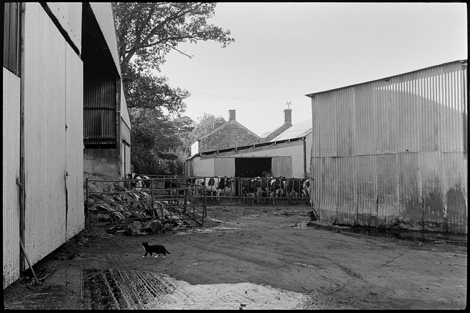 Farmyard, cow and calf. 
[A herd of dairy cows stood by corrugated iron barns in a farmyard near Northlew. A cat is walking past in the foreground.]