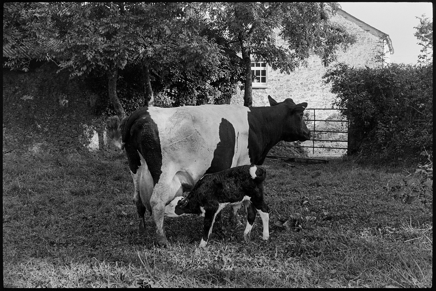 Farmyard, cow and calf. 
[A cow suckling a calf in a field at a farm near Northlew. The farmhouse can be seen in the background.]