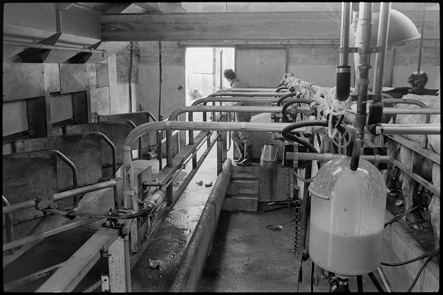 Farmer working in milking parlour, milking machines. 
[A man stood at the end of a milking parlour with milking machines at a farm near Northlew.]