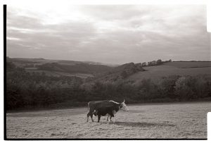 Evening landscape with cow and suckling calf by James Ravilious