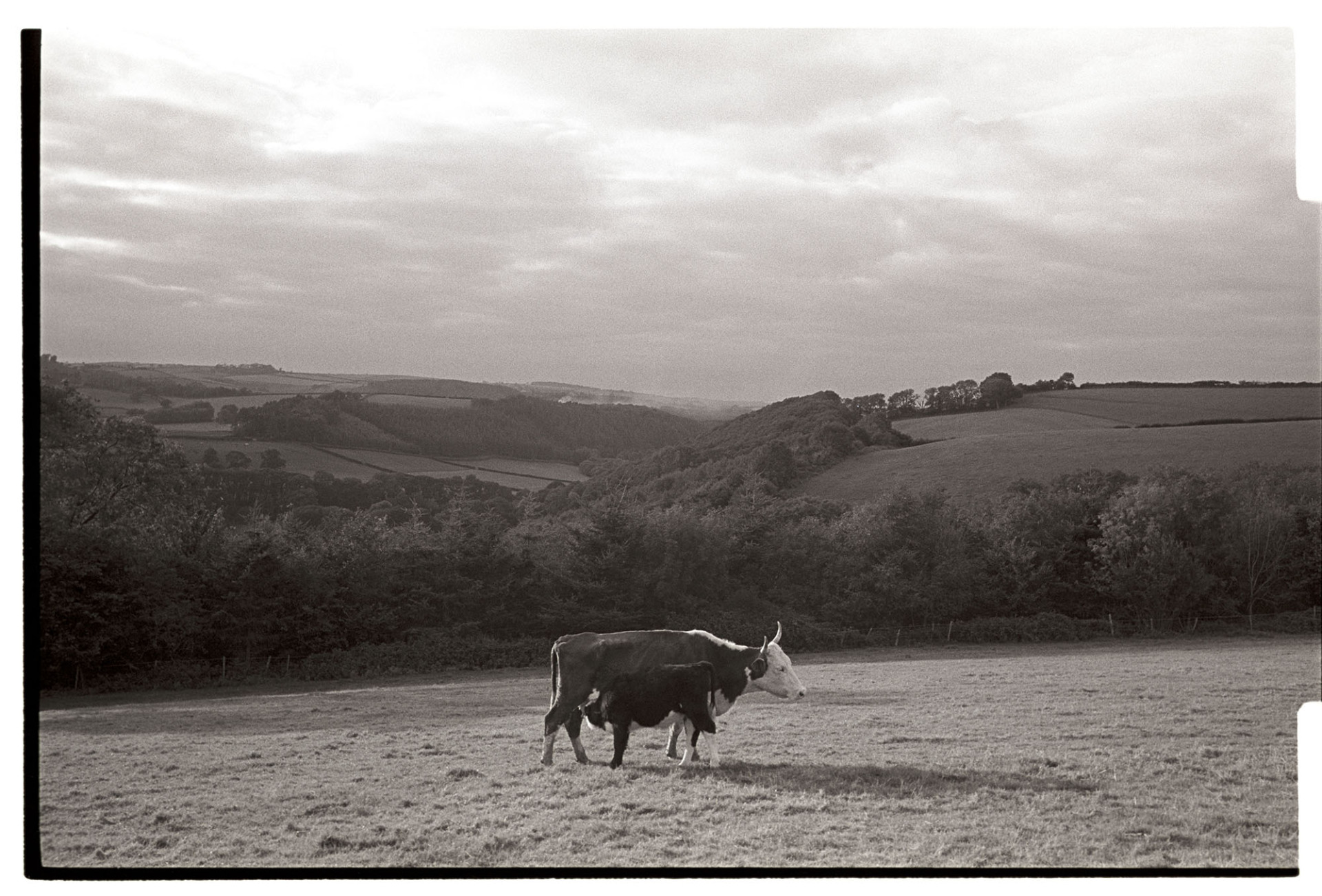 Evening landscape with cow and suckling calf. 
[A horned cow with a suckling calf in a field at Ashwell, Dolton, in the evening. A landscape with hills, fields, trees and woodland is visible in the background.]