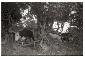 Cow breaking through a neglected hedgebank by James Ravilious