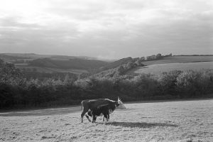 Evening landscape with cow and suckling calf by James Ravilious