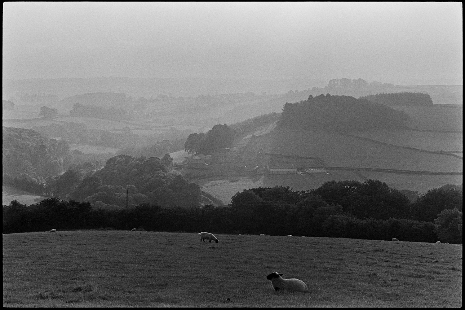 Sheep and cows in landscape. 
[Sheep grazing in a field at Ashwell, Dolton. A misty landscape with fields, woodland and farm buildings can be seen in the background.]