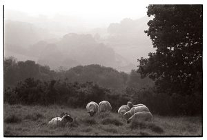 Sheep in wooded landscape by James Ravilious