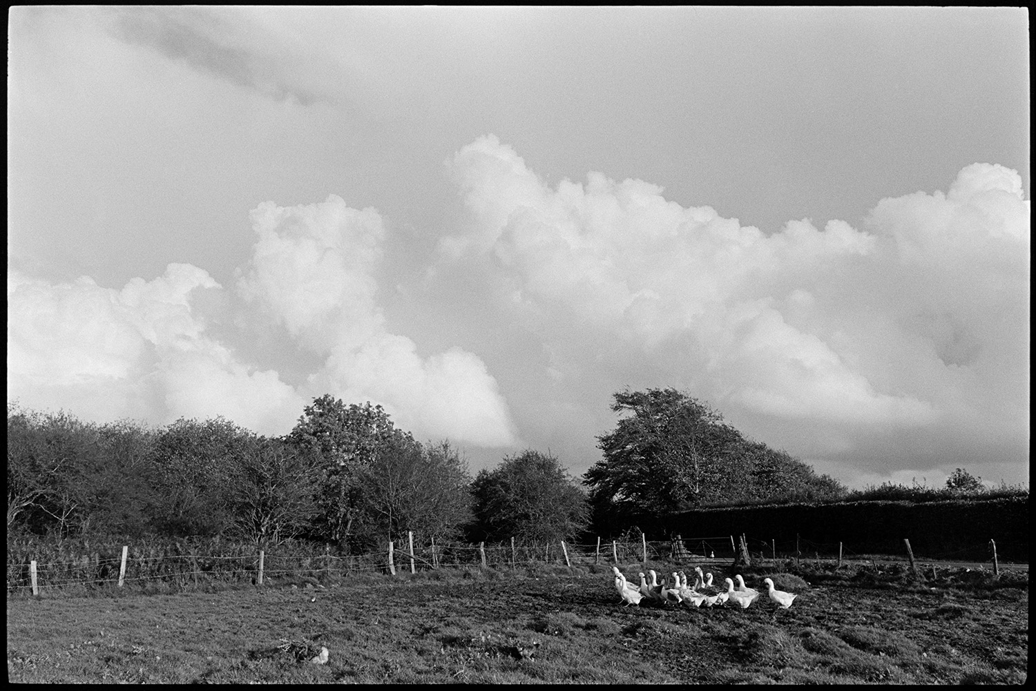 Cloudy landscape with geese and white cow. 
[A small flock of geese in the corner of a field at Cuppers Piece, Beaford. The field has a fence and hedge around it and clouds can be seen in the sky above.]