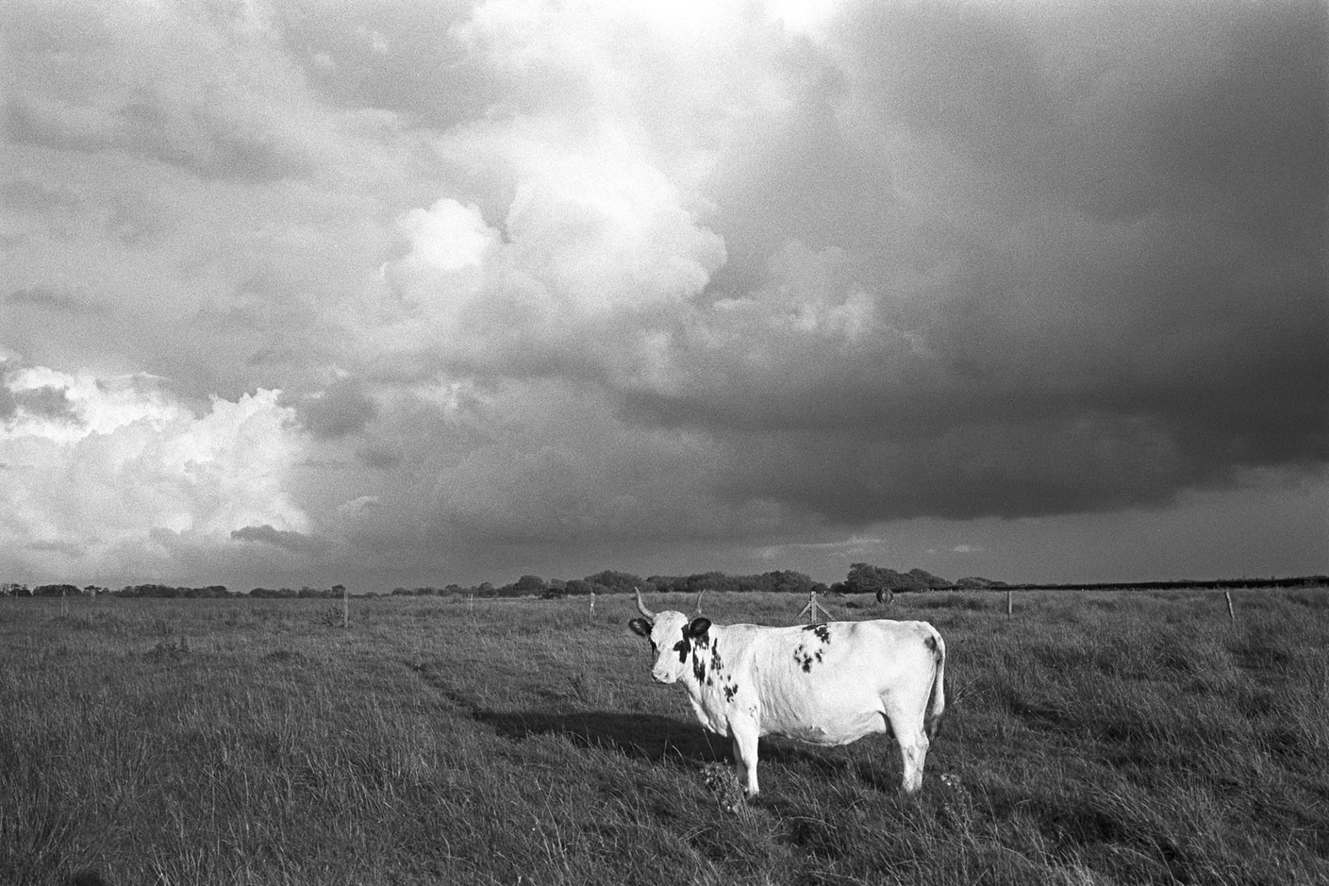 Cloudy landscape with cow with horns. 
[A cow with horns stood in a field at Cuppers Piece, Beaford. Trees are visible on the horizon and clouds are in the sky above.]