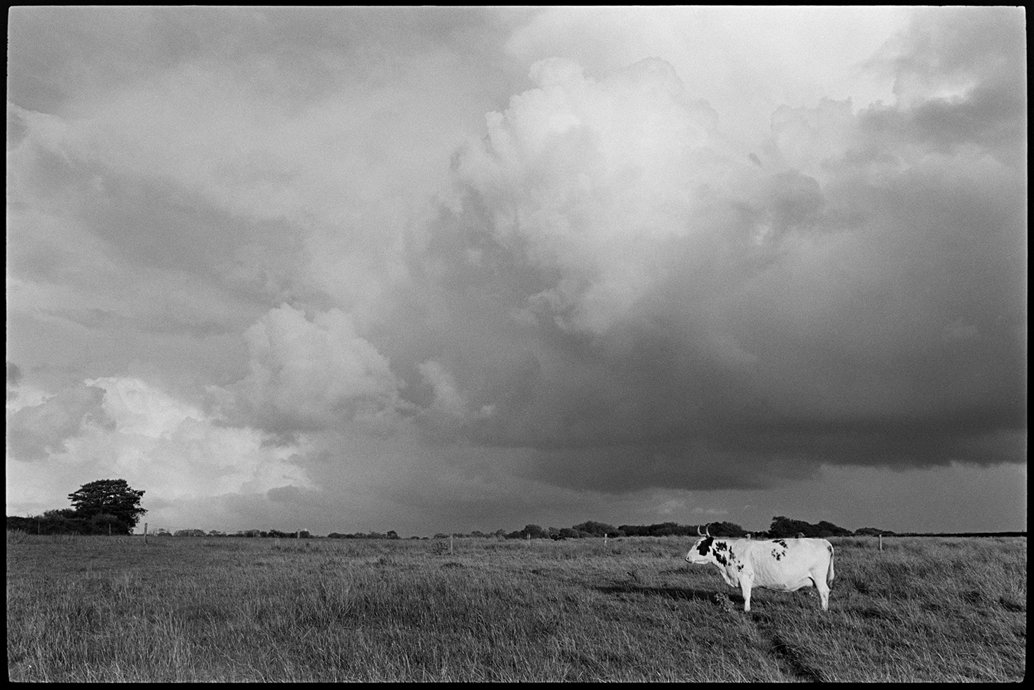 Cloudy landscape with geese and white cow. 
[A mostly white cow with horns stood in a field at Cuppers Piece, Beaford. Clouds can be seen in the sky above.]