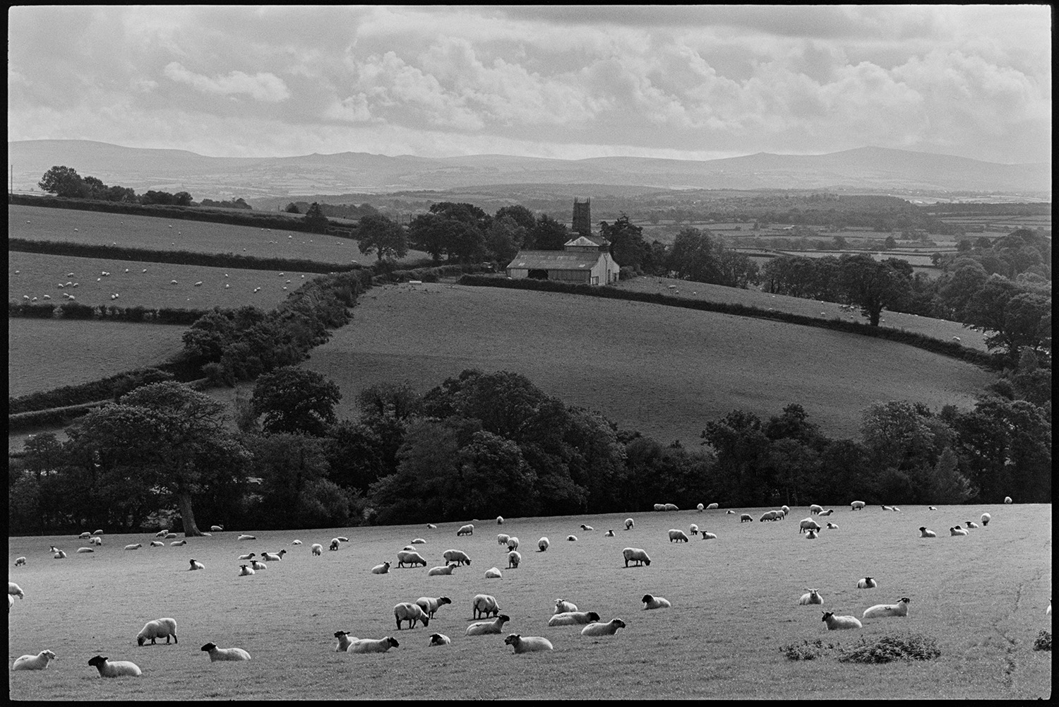 Landscape with sheep and distant moor. 
[Sheep grazing in a field at Berry Cross, Iddesleigh. A landscape with fields, hedgerows, tree and farm buildings can be seen in the background. Iddesleigh Church tower is also visible and Dartmoor is on the horizon.]
