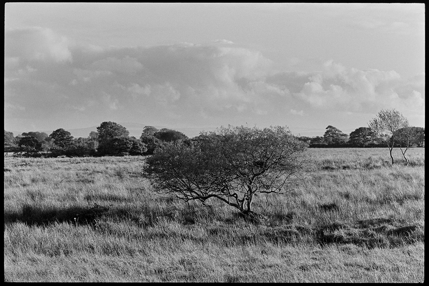 Landscape with sheep and distant moor. 
[A weather beaten tree on Hollocombe Moor. More trees can be seen in the background under a sky with clouds.]