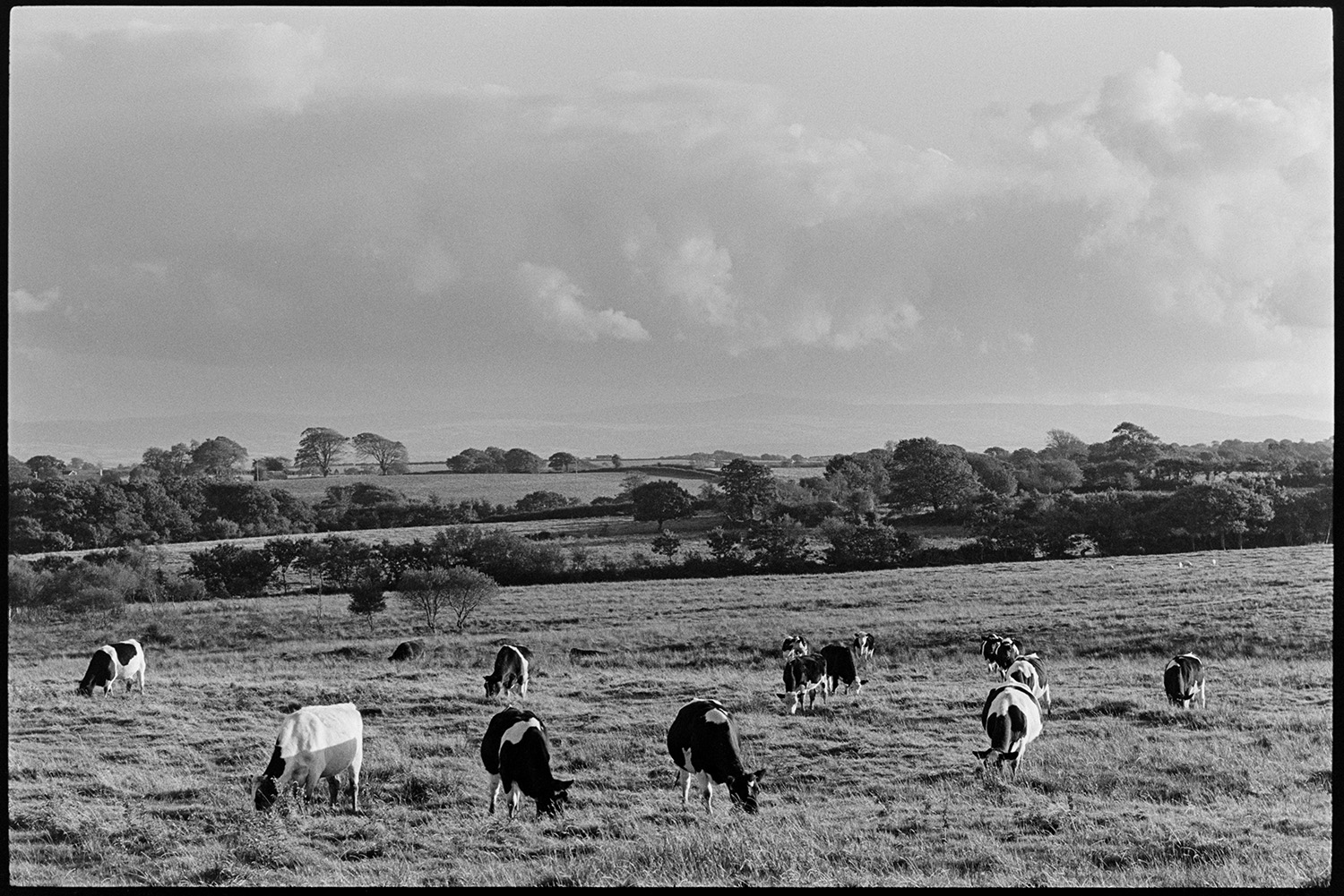 Landscape with cattle, distant moor. 
[Cattle grazing in a field on Hollocombe Moor. A landscape of fields and trees can be seen in the background with Dartmoor just visible on the horizon.]