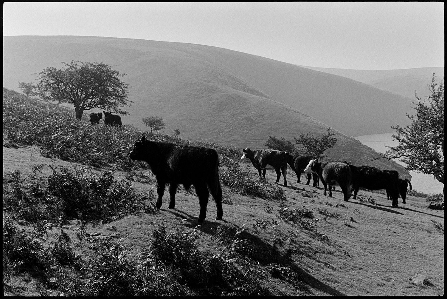 Cattle grazing amongst bracken and trees near Meldon on Dartmoor. The hills of the moor can be seen in the background.