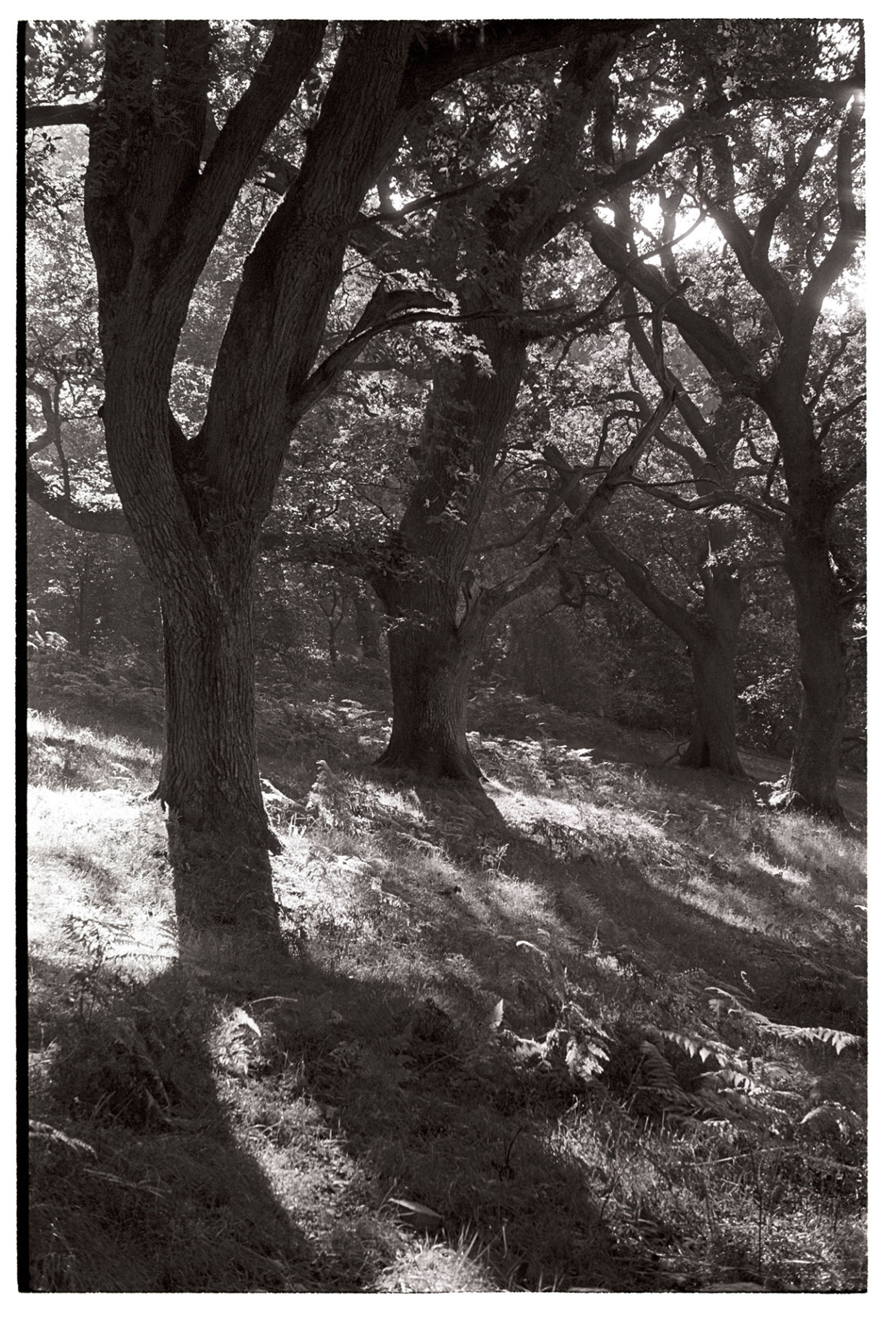 Oak wood, castle deer forest sunlight. 
[Sunlit oak woodland at Okehampton Castle deer forest.]