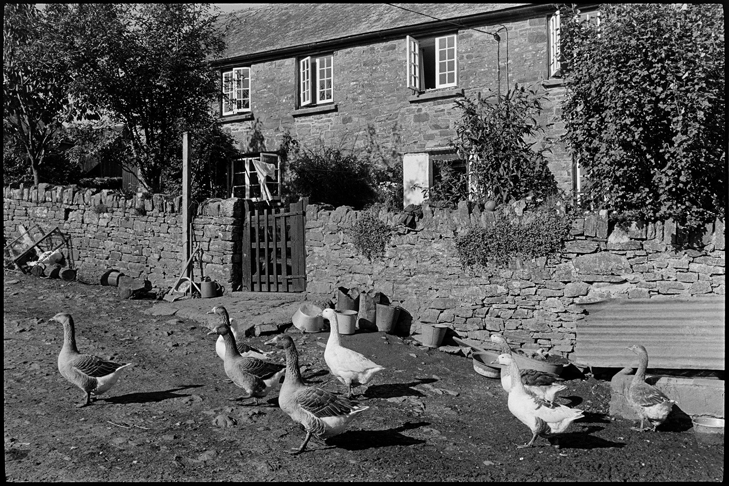Doctor on his round in village street and visiting farm. 
[Geese walking along a track outside a stone farmhouse. The farmhouse is behind a wooden gate and dry stone wall. Various items including a watering can, buckets and sheet of corrugated iron are by the wall.]
