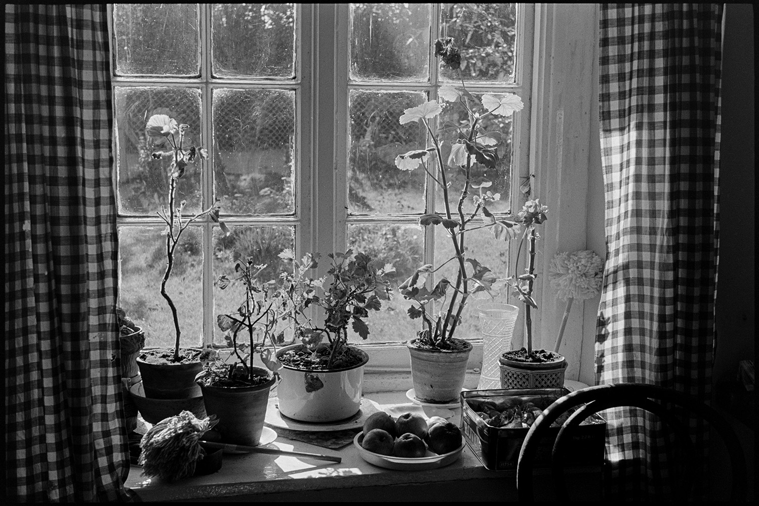Cottage front window sill with potted plants, flower pots sunlit. 
[A window sill in a cottage at Mariansleigh with pot plants, a tray of apples, a feather duster and a tin, possibly with vegetables inside. The sun is shining through the window and onto the plants. Chequered curtains are hung either side of the window.]