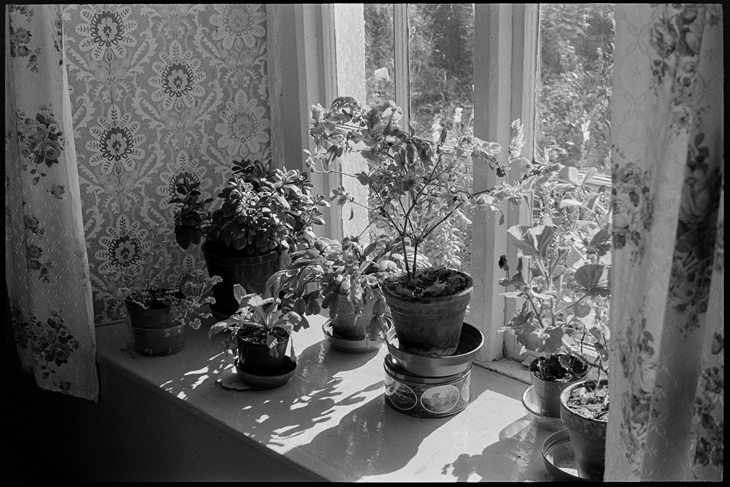 Cottage front window sill with potted plants, flower pots sunlit. 
[Pots plants in the window sill of a cottage in Mariansleigh. The walls are covered with patterned wallpaper and the curtains hung up by the window have a floral motif. One of the flower pots is raised up on a biscuit tin.]