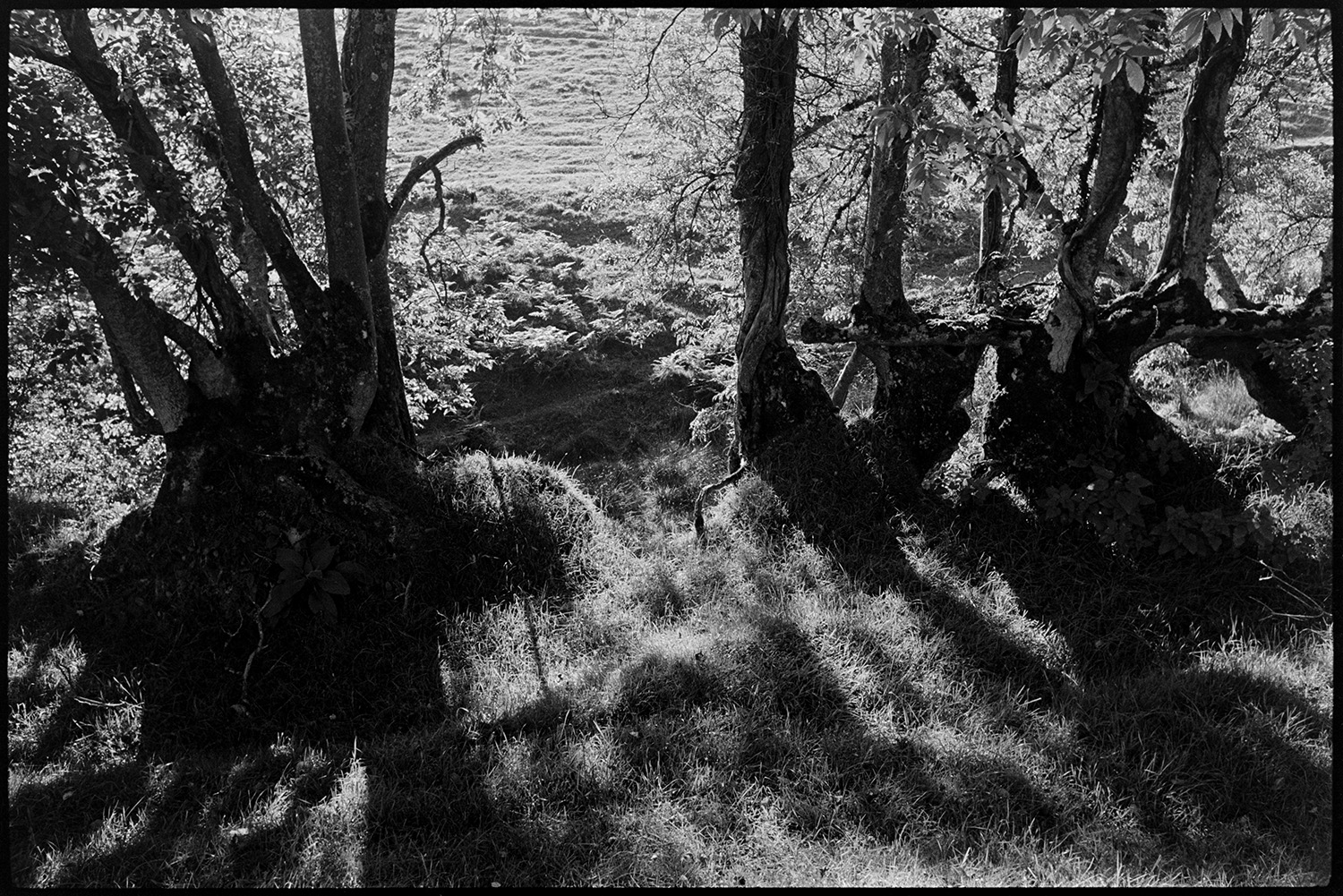 Sunlit river and trees. 
[A view of tree trunks silhouetted against the sun on Exmoor. Shadows are falling across the grass in the foreground.]