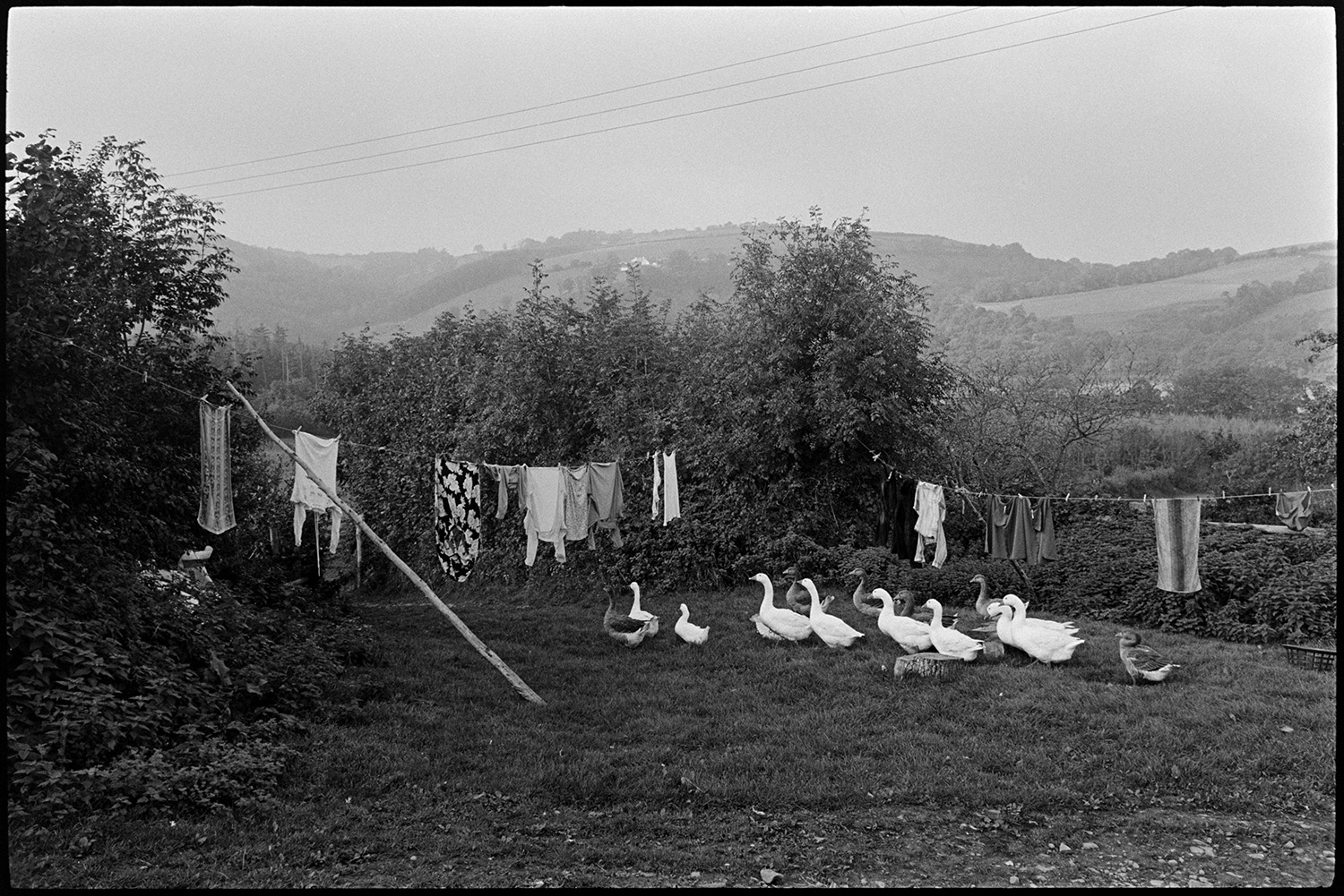 Clothes on washing line with geese. 
[A small flock of geese walking through a garden passing two washing lines with washing hung up to dry, possibly at Mariansleigh. Fields and trees are visible in the background.]