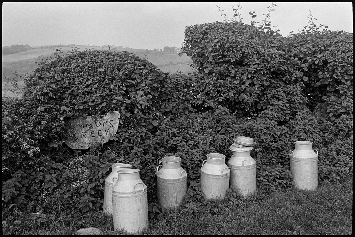 Milk churns against overgrown hedge. 
[Six milk churns stood by an overgrown hedge, possibly at Mariansleigh. A partially obscured wooden sign in the hedge reads 'Simmons Green'.]