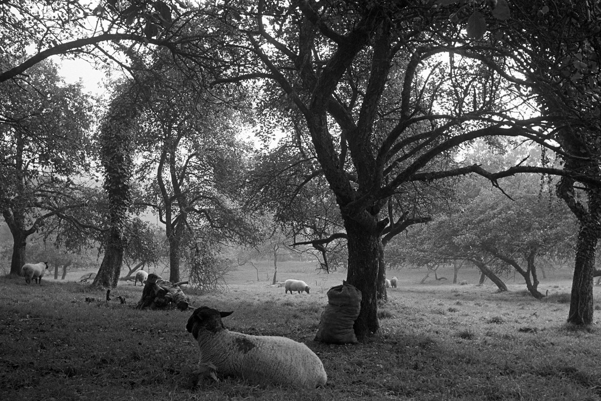 Rams sitting in cider orchard sack of apples against tree. 
[Rams sitting and grazing in a cider orchard at Westpark, Iddesleigh. A sack of apples is propped against one of the tree trunks.]