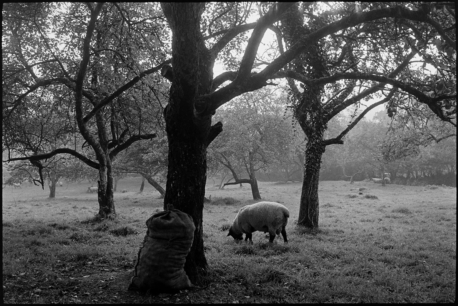 Rams sitting in cider orchard, sack of apples against tree. 
[Rams grazing in a cider orchard at Westpark, Iddesleigh.  A bag of apples is resting against a tree in the foreground.]