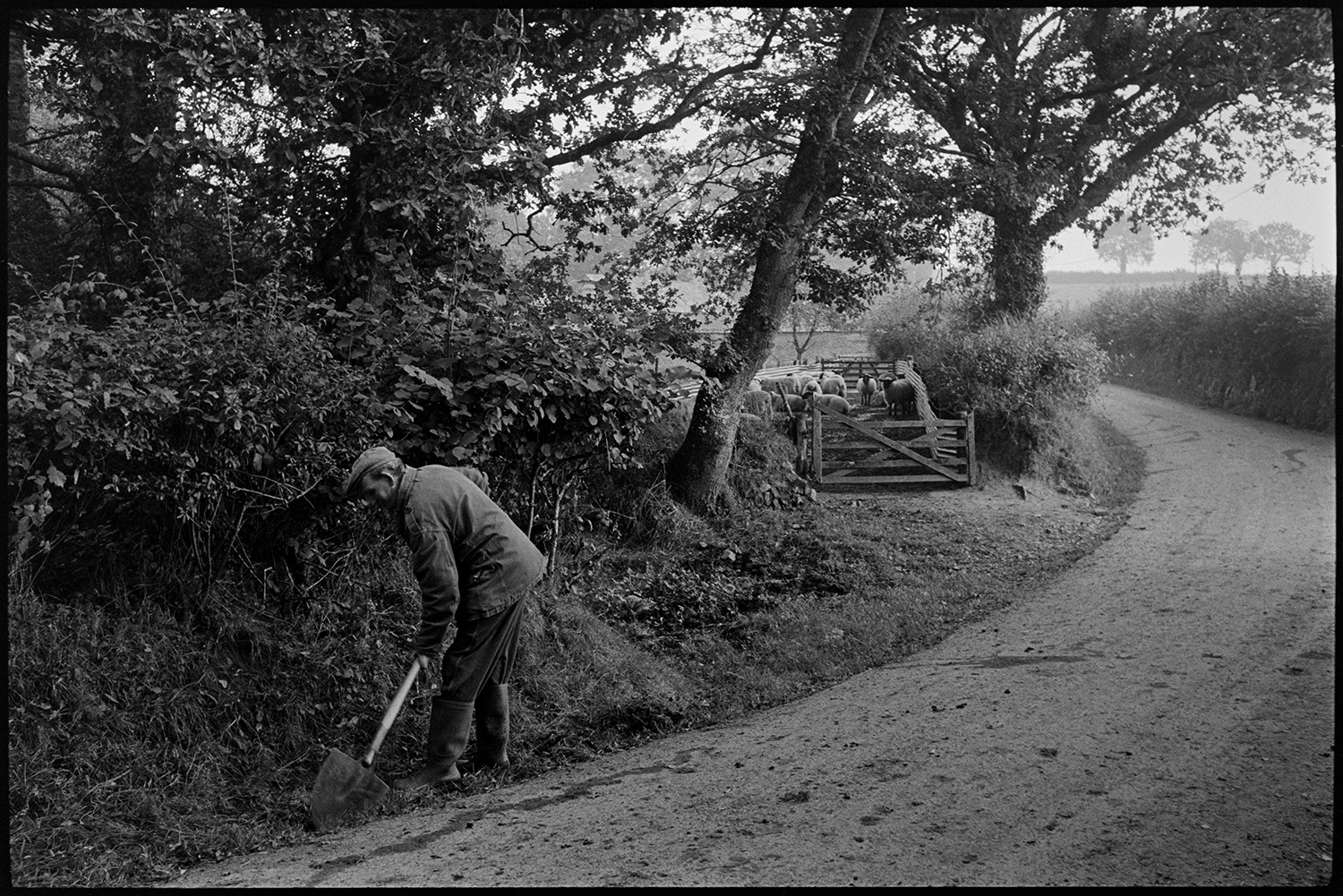 Man cleaning out ditch on road to farm. Spade. 
[Bill Lott clearing out a ditch by the side of a road, using a spade, at Westpark, Iddesleigh. Sheep can be seen in the background behind a wooden field gate.]