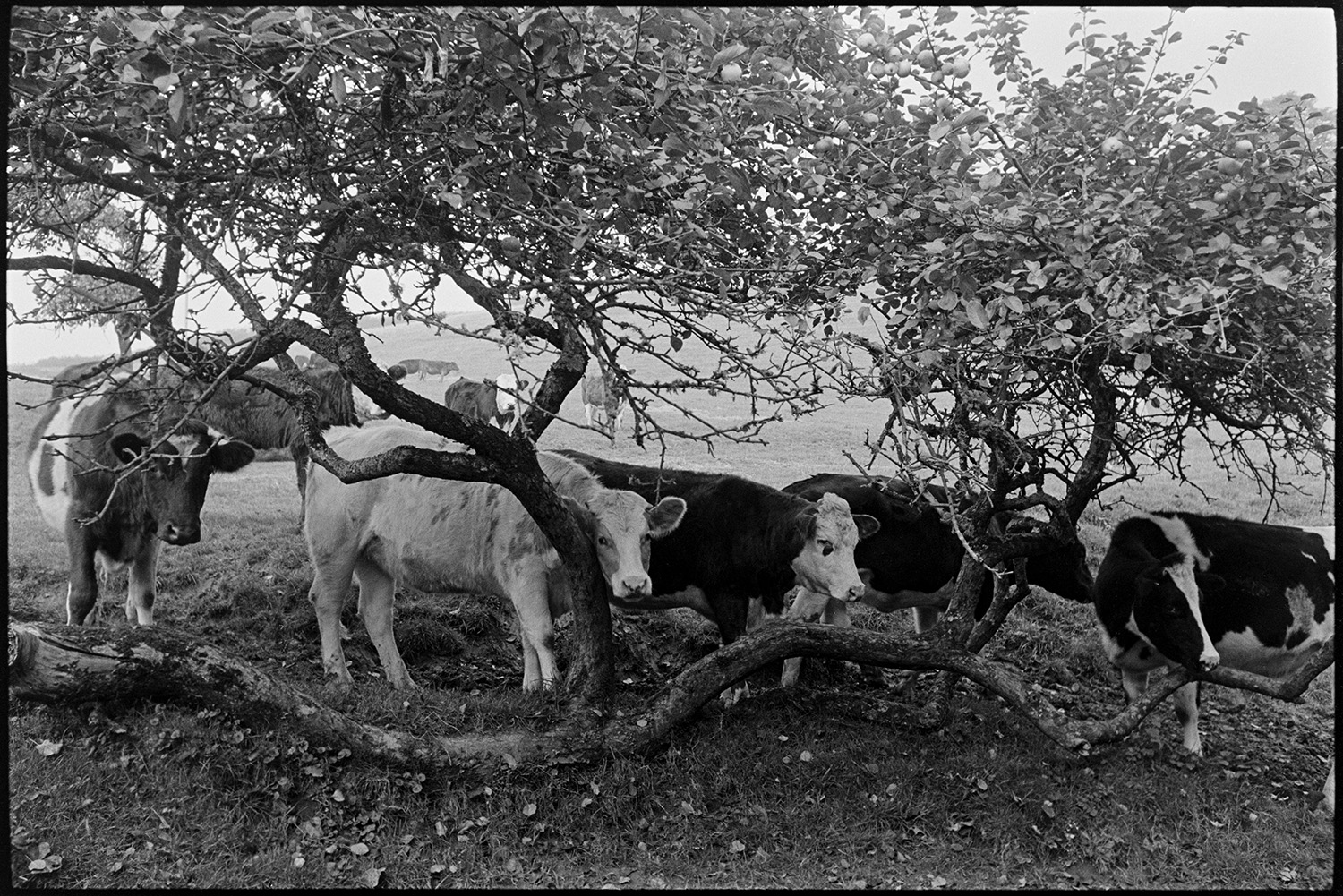 Cows in former orchard with twisted cider apple tree. 
[Cattle peering around tree trunks and branches in a former orchard at Westpark, Iddesleigh.]