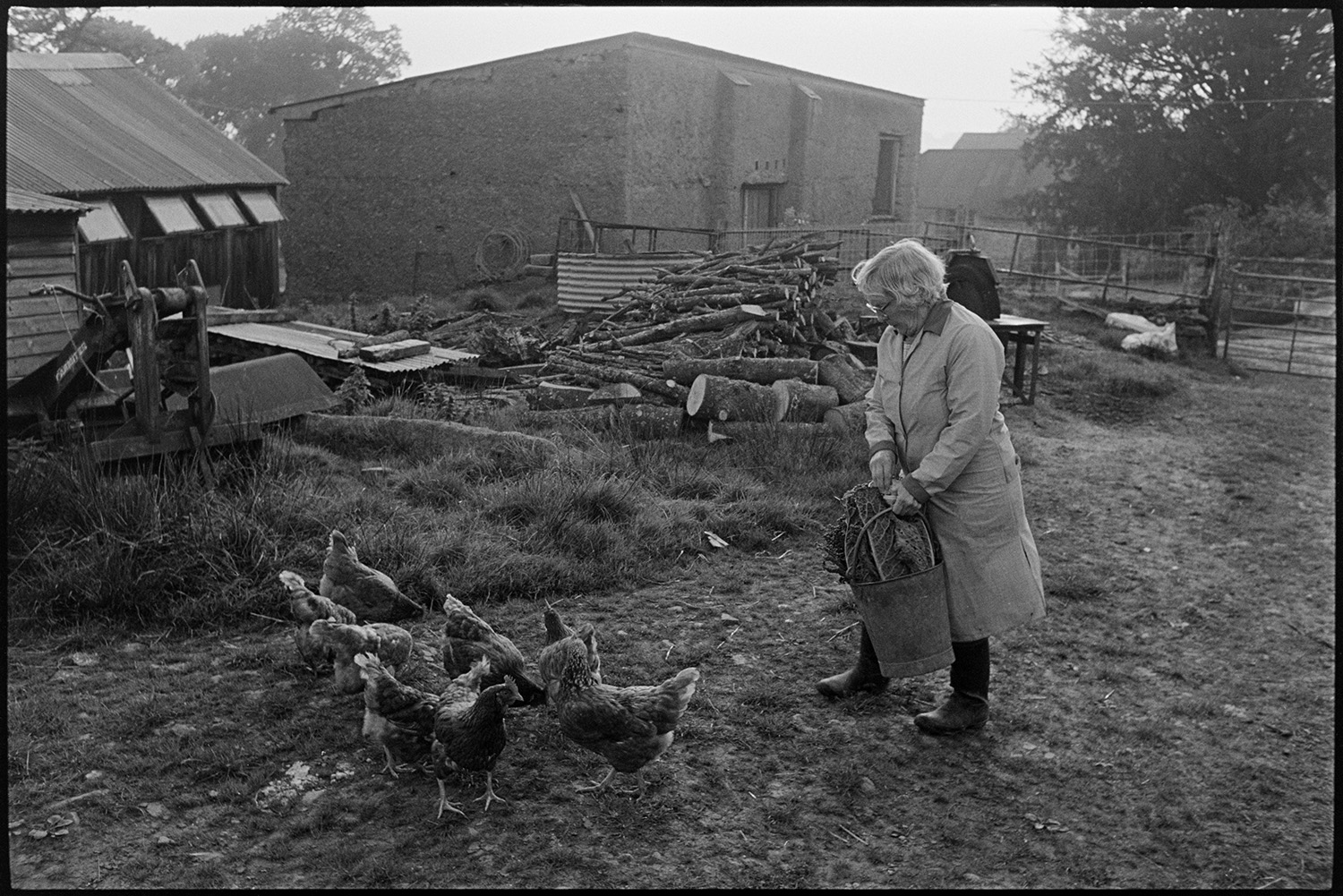 Farmers wife woman feeding chickens. 
[May Pugsley feeding chickens in the farmyard at Lower Langham, Dolton. Barns, a poultry house with windows, farm machinery and a log pile can be seen in the background.]