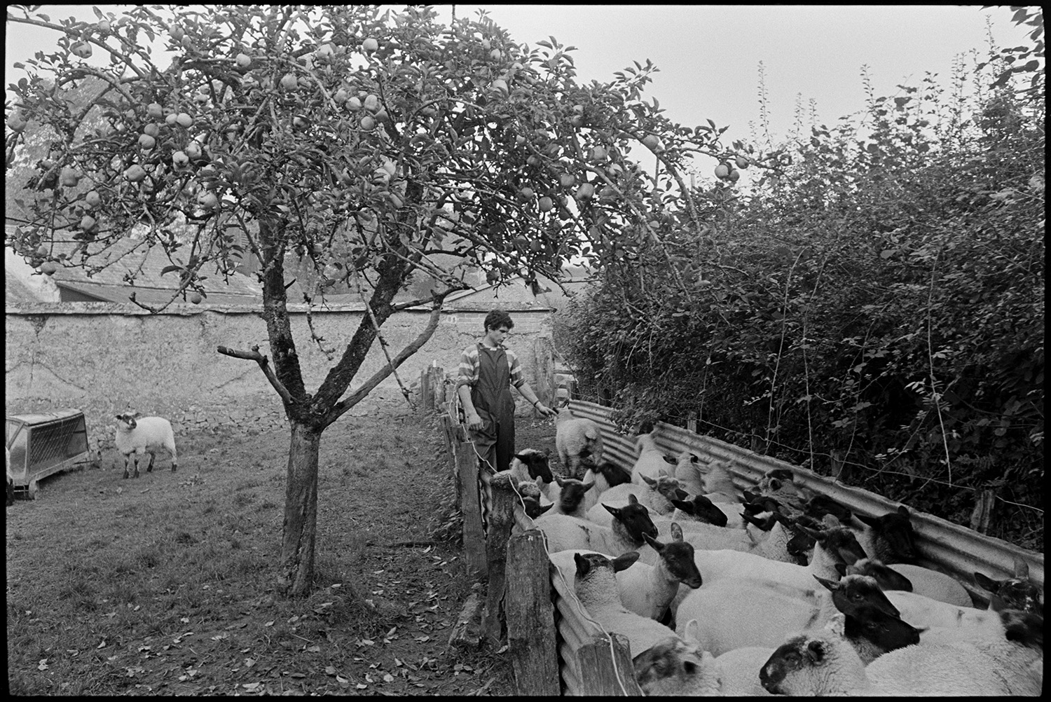 Farmer checking sheep in pen, rams in orchard. 
[Mr Banbury counting sheep in a small pen, made from wooden posts and corrugated iron, running along the edge of a field at Westpark, Iddesleigh. An apple tree and a feeder are in the field and farm buildings are visible in the background.]