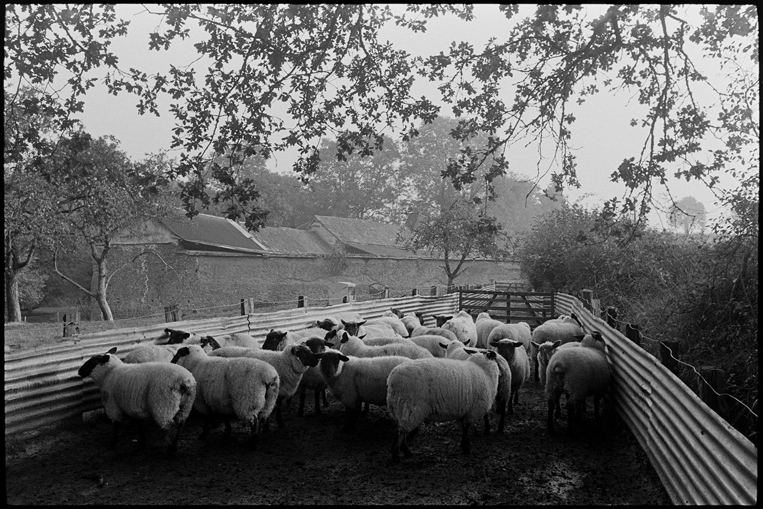 Farmer checking sheep in pen, rams in orchard. 
[Sheep in a corrugated iron pen in and orchard at Westpark, Iddesleigh. Farm buildings can be seen in the background.]