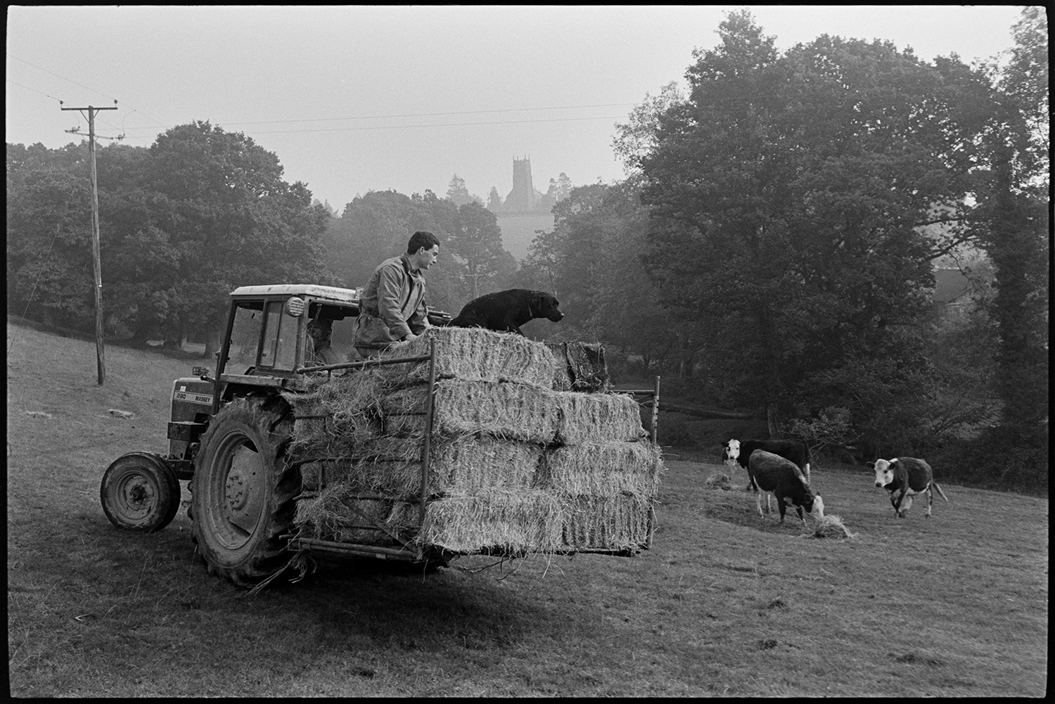 Farmer feeding hay to bullocks. 
[A man feeding hay to bullocks in a field at Westpark, Iddesleigh, from a link box attached to a tractor. A dog is with him and another person is driving the tractor. Iddesleigh Church tower can be seen in the background through trees.]