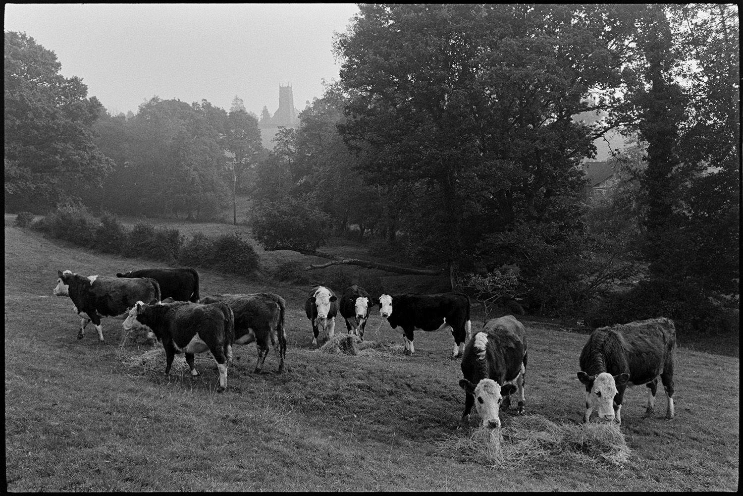 Farmer feeding hay to bullocks. 
[Bullocks eating hay in a field at Westpark, Iddesleigh. Iddesleigh Church tower can be seen in the background through trees.]