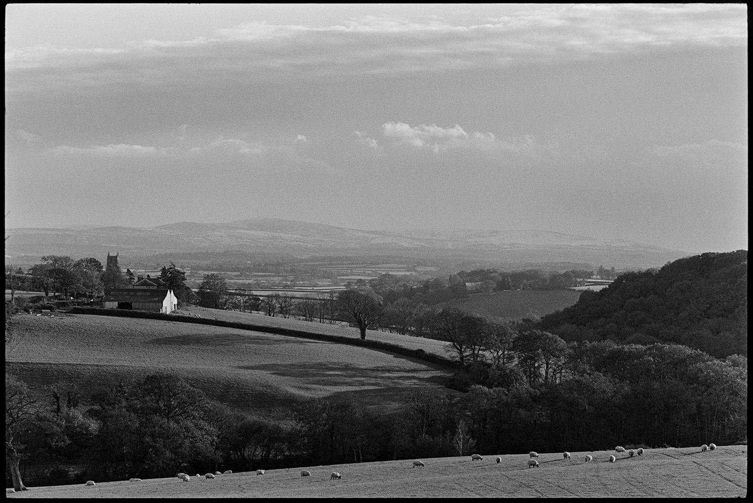 Landscape evening light with distant moor, clouds. 
[A landscape with sheep grazing in a field, trees, clouds and farm buildings at Berry, Iddesleigh. Dartmoor is visible on the horizon and Iddesleigh Church tower can also be seen.]