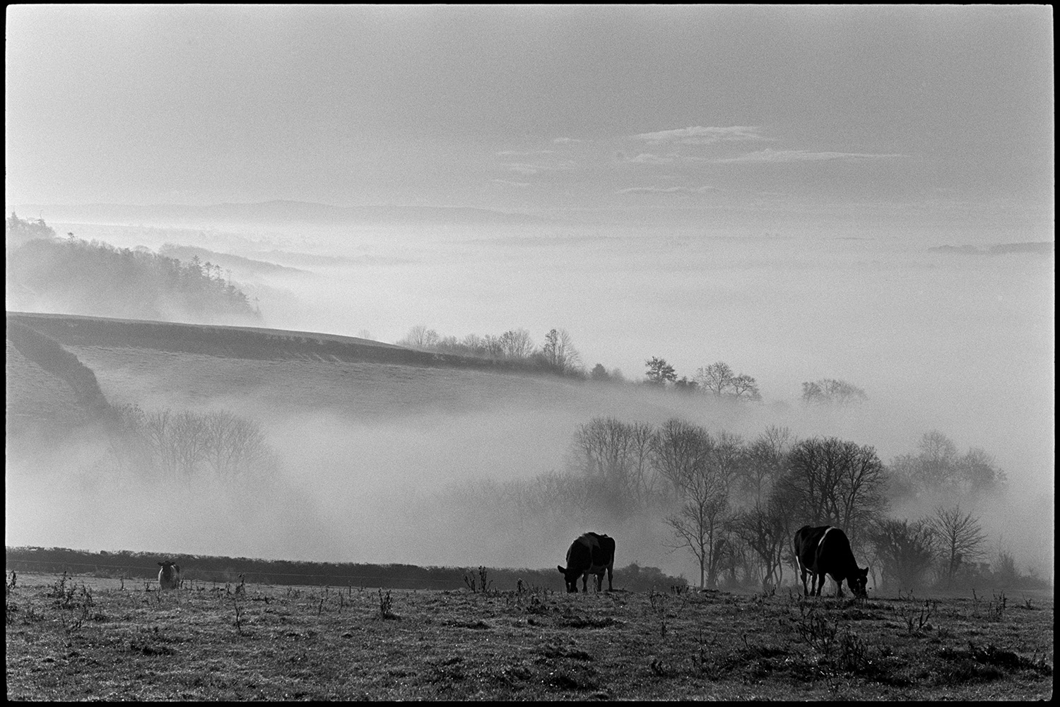 Landscape morning mist, cows and misty woods. 
[Cows grazing in a field at Harepath, Beaford in the morning. A misty landscape with trees and fields can be seen in the background.]