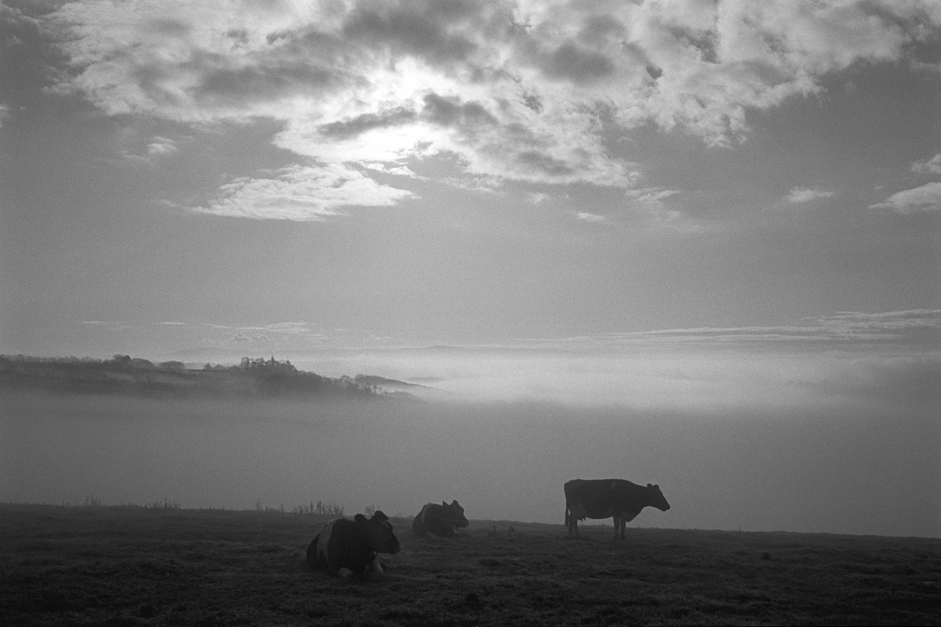 Misty early morning with cows sunrise over woods with distant moor. 
[Cattle in a misty field, early in the morning, at Harepath, Beaford. The sun is rising over mist covered woods and Dartmoor is just visible on the horizon.]