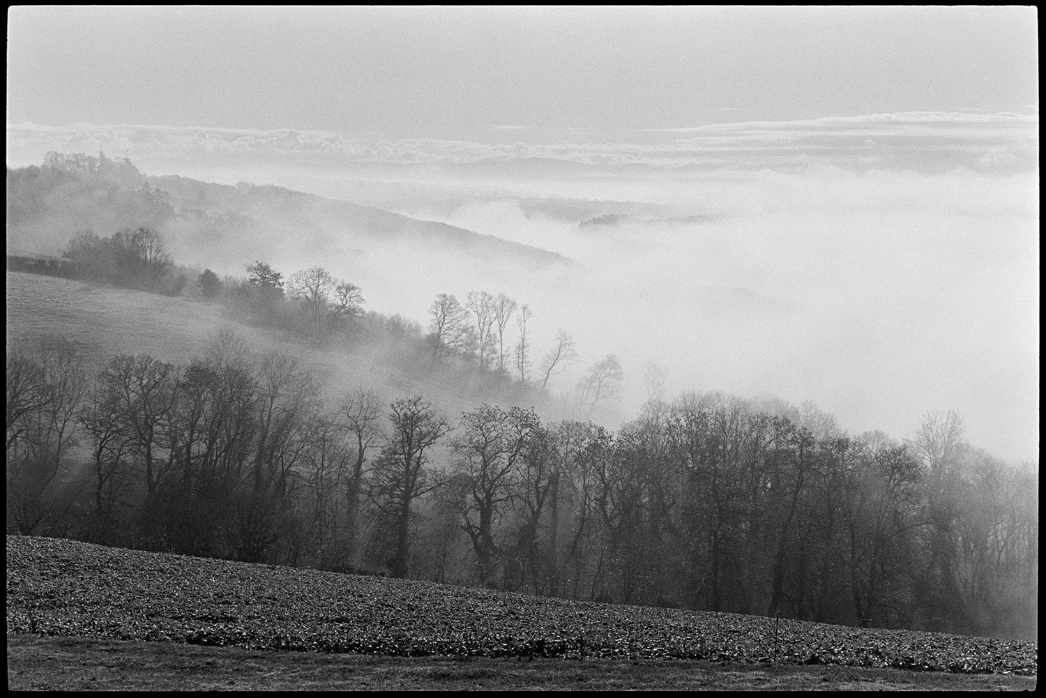 Misty early morning with cows, sunrise over woods with distant moor. 
[Fields, trees, clouds and woodland in a misty landscape at Harepath, Beaford, in the morning. Dartmoor can just be seen on the horizon.]