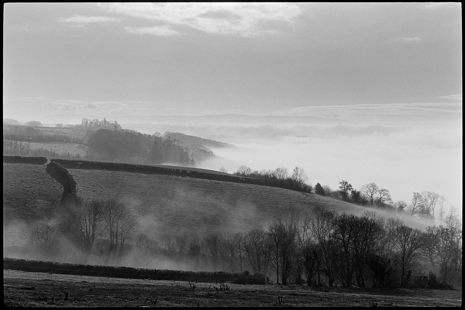 Misty early morning with cows, sunrise over woods with distant moor. 
[Fields, trees, hedgerows, clouds and woodland in a misty landscape at Harepath, Beaford, in the morning. Dartmoor can just be seen on the horizon.]