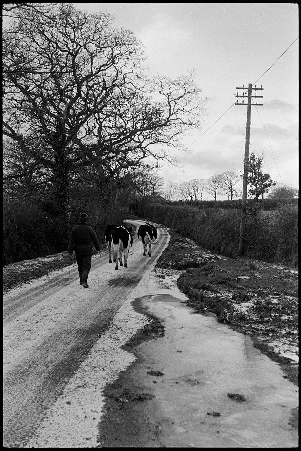 Milking herd of cows going through village. 
[Fred Folland herding three dairy cows along a road with trees at Upcott, Dolton to go to be milked. The road has a light dusting on snow.]