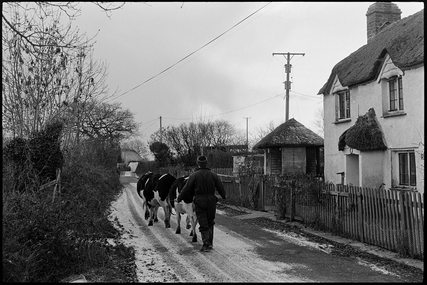 Milking herd of cows going through village. 
[Fred Folland herding three dairy cows along a road past a thatched cottage with a wooden fence outside, at Upcott, Dolton, to go to be milked. The road ahs a light dusting on snow.]