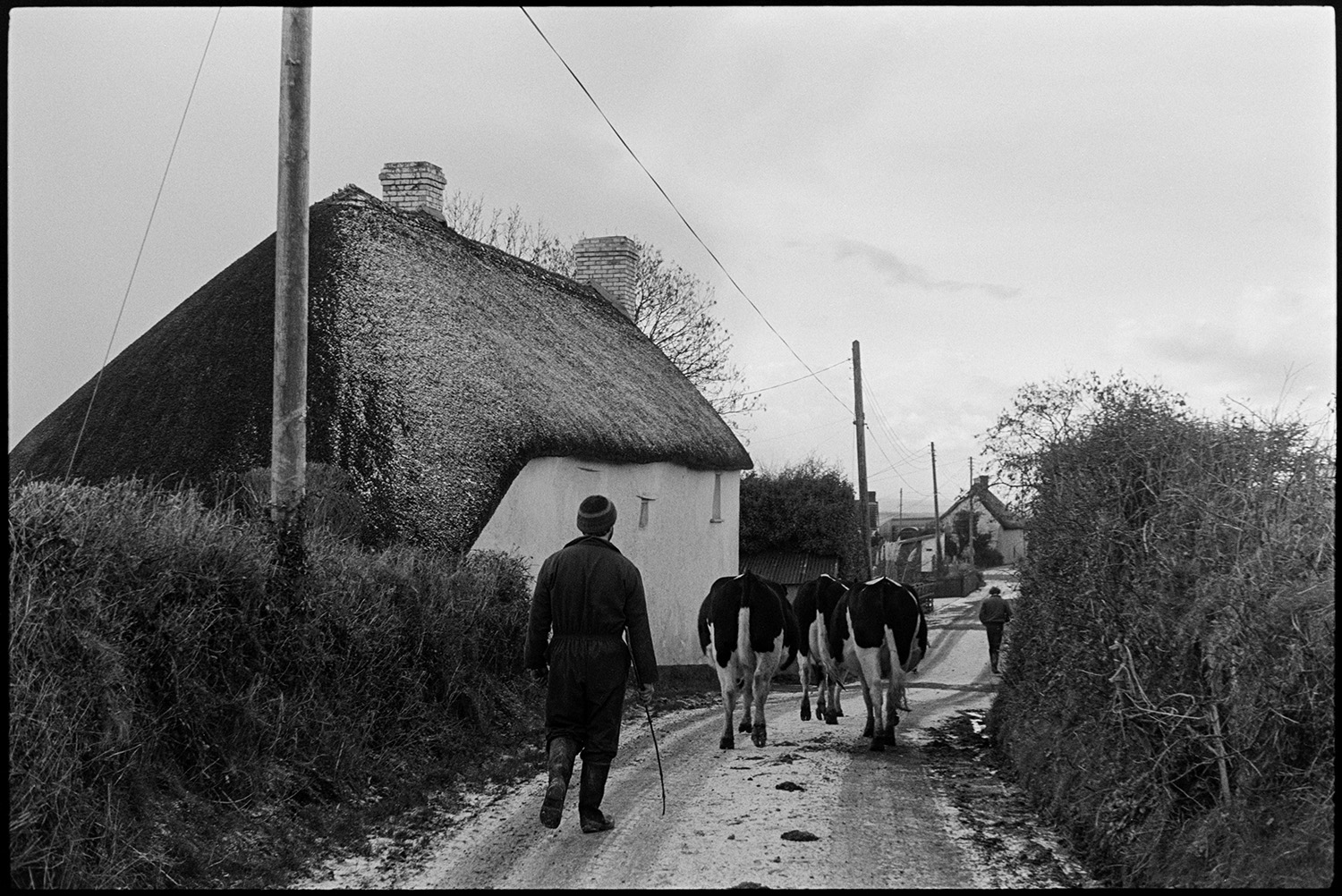 Milking herd of cows going through village. 
[Fred Folland herding three dairy cows along a road past a thatched cottage in Upcott, Dolton, to go to be milked. The road has a light dusting on snow and another person can be seen walking further along the road.]